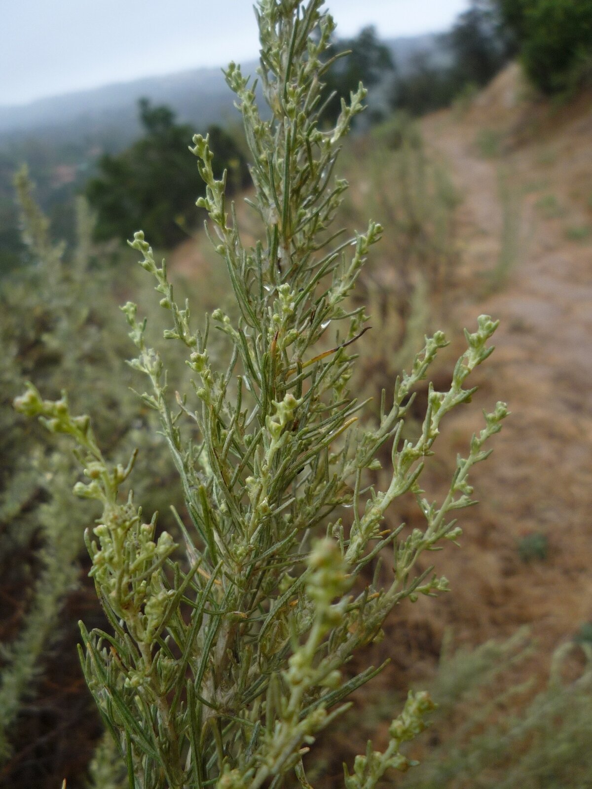 High Resolution Artemisia californica Flower